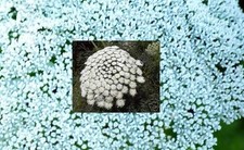 Zahnstocher-Ammni Pflanze für die Wohnung drinnen Zimmerpflanze groß Bambusa