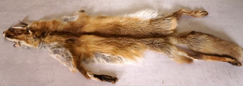 Schönes fuchsfell fox - schönes, fur