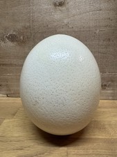 Straussenei leer mit Loch unten / XL Ei Natur vom Vogel Strauß aus Deutschland 