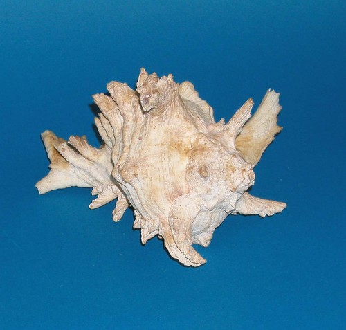 Ausgefallene muschel schnecke - muschel,