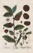 Mespilus Mispel medlar