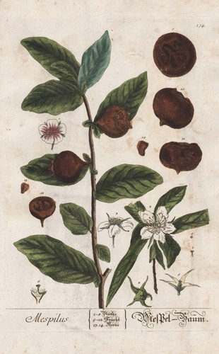Mespilus mispel medlar - mispel,