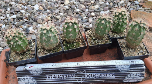 Stück echinocereus x - echinocereus,