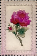 Material Ak Blühende Rose, Knospe - 4866966