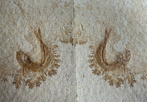 Leptolepis sprattiformis - 2, x