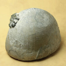 Fossiler Seeigel Echinocorys conica aus Höver 8,5x6,2cm