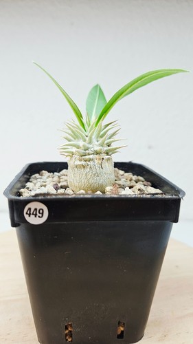 Pachypodium