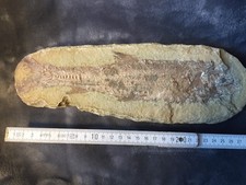 VERSTEINERUNG Fisch 30 cm ! 