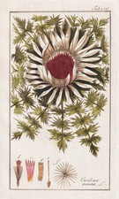 Carlina acaulis Silberdistel