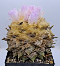 Kakteen – Kaktus – Ariocarpus furfuraceus - sehr schön und groß - gepfropft