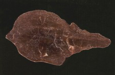 Verkieseltes Holz aus der