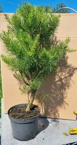 Bonsai kiefer pinus sp im - kiefer,,
