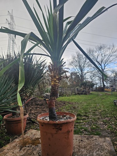 Yucca recurvifolia - 🌴yucca,