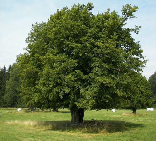 1000 samen hainbuche - samen, -carpinus