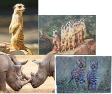 3 D Ansichtskarte Wildtiere