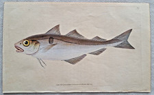 Donovan haddock Gadus