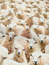 Schaf Herde Digi Druck Stoff