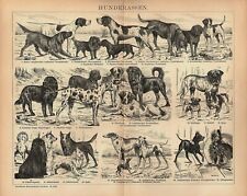 Hunde Canidae Windhund Spitz Pudel Mastiff Pointer Setter Dogge Stich von 1892