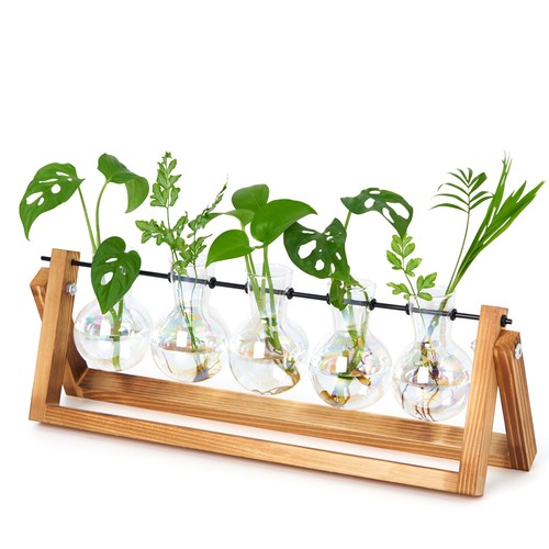 Pflanzen terrarium glas - pflanzen,