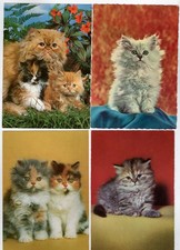 4 AK Katzen, Postkarten