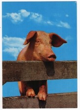 AK Schweine, Schwein schaut über Gartenzaun