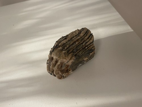 Mammut zahn fossil - mammut,