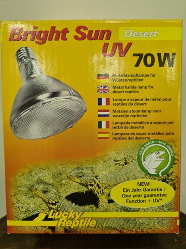 Lucky reptile bright sun - reptile,