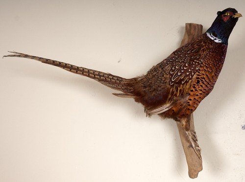 Schöner jagdfasan pheasant - schöner,