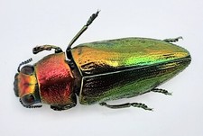 Buprestidae, Philocteanus moricii, A2, 22 mm, Thailand, #BP378