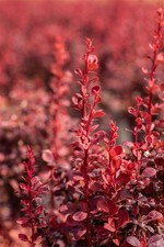 Berberis thunbergii 'Ruby Star', Blutberberitze, rotlaubig, 30–40 cm