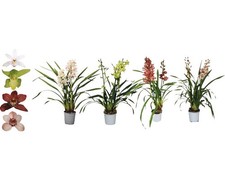 Cymbidium-Orchidee Mix