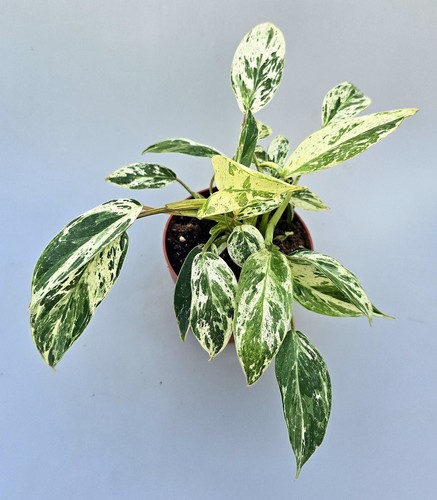 Sehr schöner philodendron - sehr,