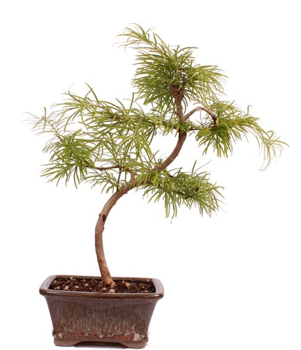 Bonsai pseudolarix amabilis - bonsai,