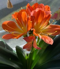 Clivia Miniata plants, Bush