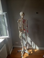 Anatomie Skelett mit Muskelbemalung Lebensgroß Anatomie Modell