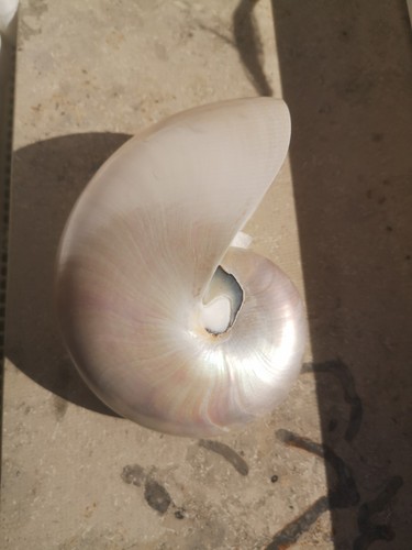 Nautilus pompilius - nautilus,