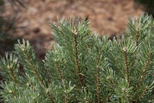 Pinus sylvestris, Waldkiefer