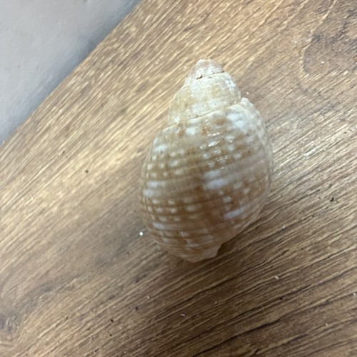 Meeresschnecke muschel deko - meeresschnecke,