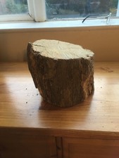 Eichenholz Baumstamm Abschnitt