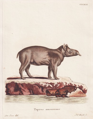Tapir tapirus kupferstich - tapir,