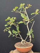 Eichen-Prebonsai,  Eichenbaum , Quercus  sp.  Anzuchtstopf