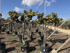 Sunny Tree - Vitis Vinifera