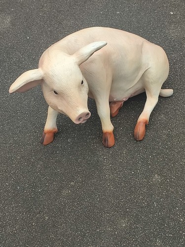 Schwein sitzend hausschwein - schwein,