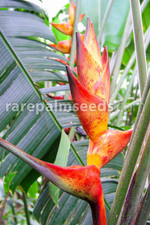 Heliconia champneiana 'Splash' ein exotischer Traum für Ihr Zuhause 10 Samen