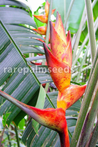 Heliconia champneiana splash - heliconia, 'splash'