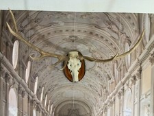 GEWEIH SCHÄDELPLATTE AUS