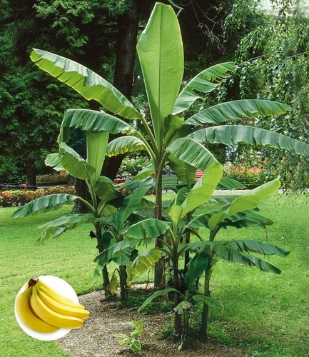 Winterharte banane grün - winterharte,