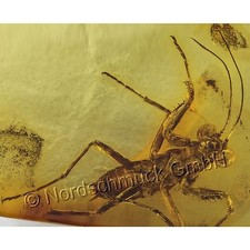 Bernstein Inkluse Inklusen