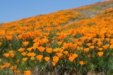 1000 + Samen Kalifornische Mohn Eschscholzia californica Blumenwiese Bienenweide
