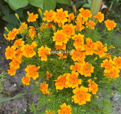 Gewürztagetes samen - gewürztagetes,,